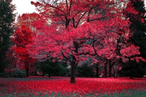 autumn-beautiful-british-columbia-canada-canadian-autumn-canadian-fall-Favim.com-54726[1]