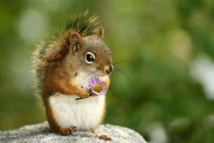 cute-squirrel-701[1]