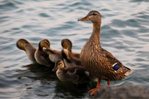 Ducks-Frank-Parhizgar-WWF-Canada-resized-600x401[1]