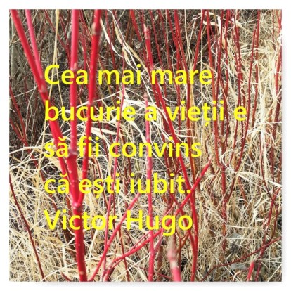 PhototasticCollage-2016-04-26-15-28-15