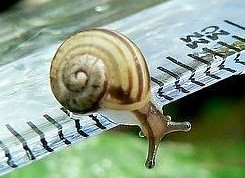 147379,xcitefun-funxone-the-tiniest-snails-8[1]
