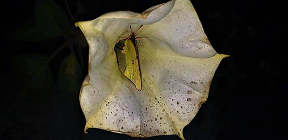 44679948_2187300088181411_8810617648120332288_n