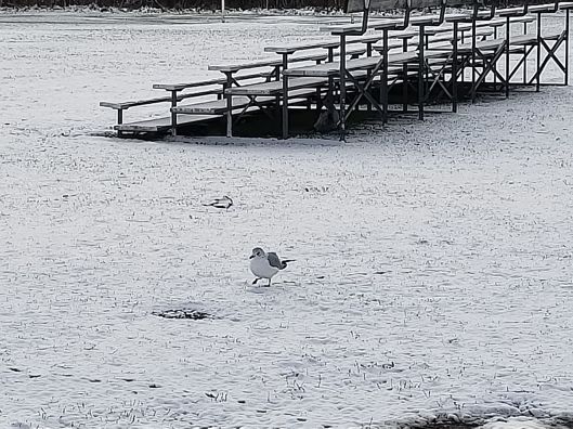 46479576_455938488144417_752199634255872000_n