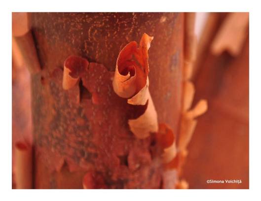 46507385_2218227421544557_4485829573845450752_n