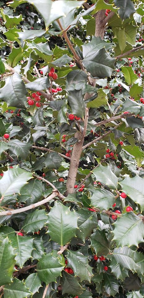 49778974_2020192214741293_3059418003666894848_n