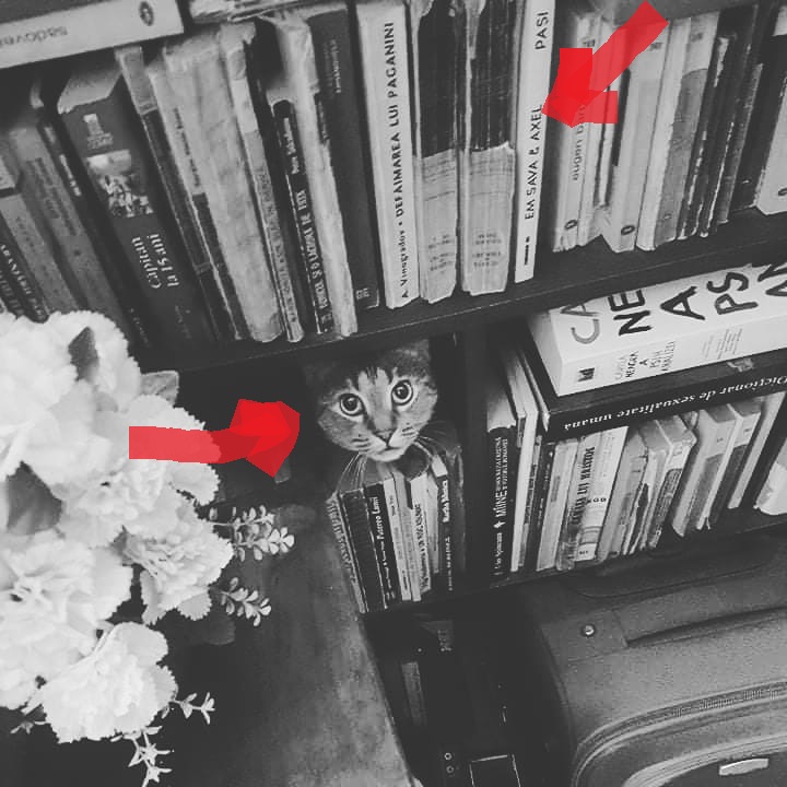 52105059_2325316487502282_7684714185044787200_n